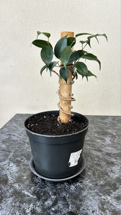 Фикусы Бенджамена укорененные