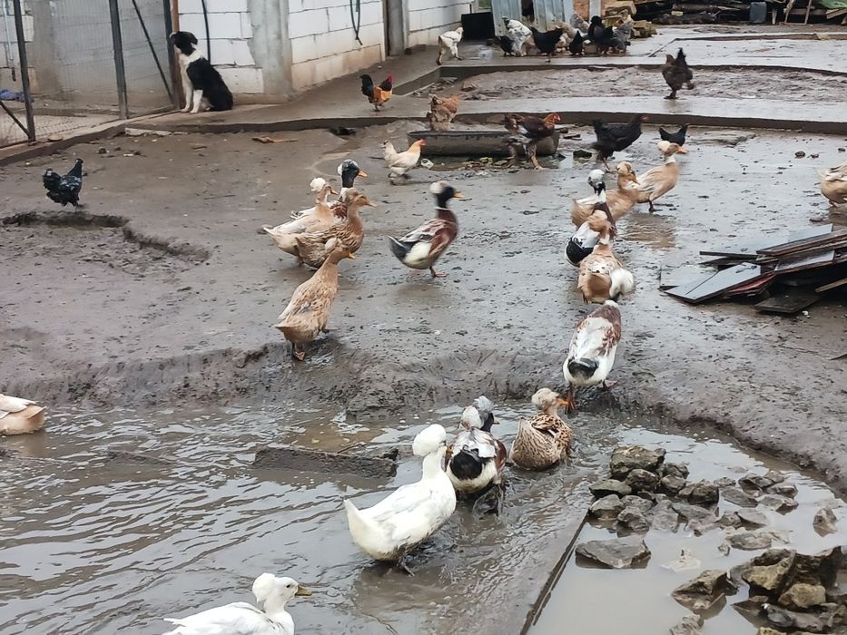 Rate românești moțate