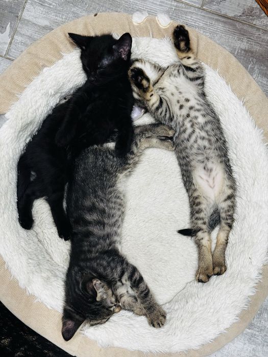 Котята в хорошие руки