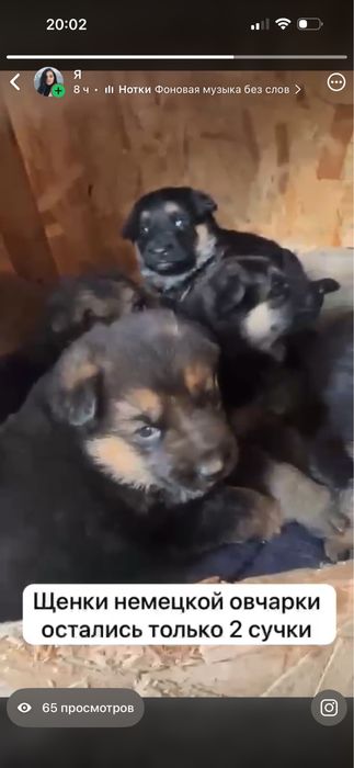 Щенки немецкой овчарки
