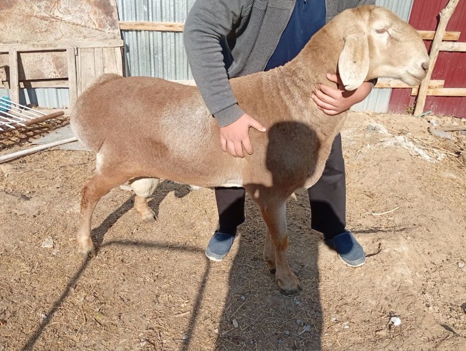 Кочкор кой Qochqor qoy