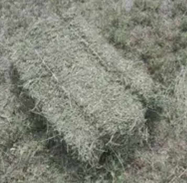 Жонышка сатамн