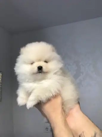 Померанский шпиц, 1,5 мес, померанский