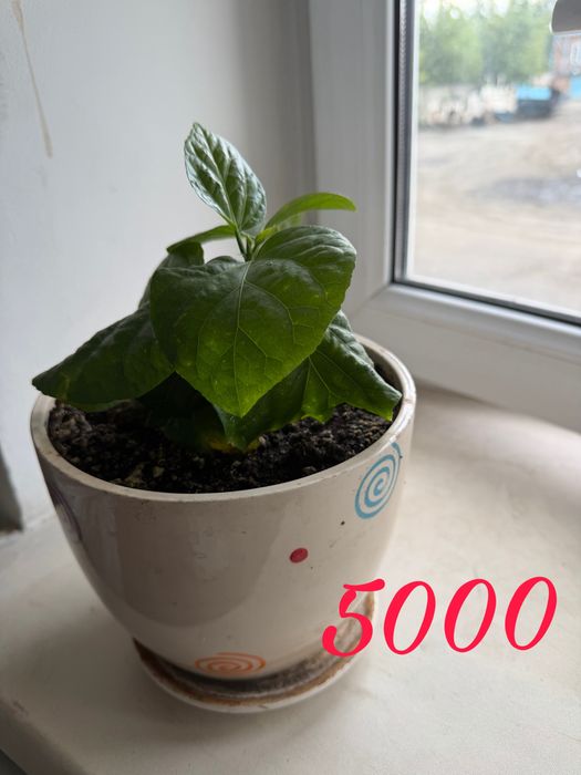 Продам комнатные растения