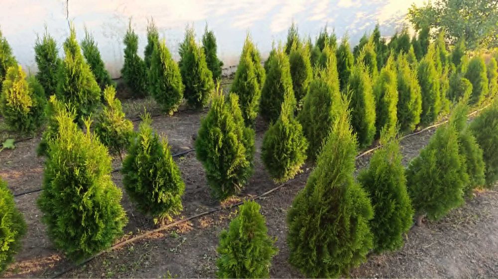 Западна туя Фастигиата / Thuja occidentalis Fastigiata