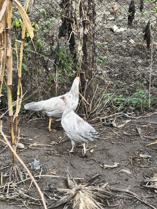 Vând sau schimb 2 puicuțe italian perlat