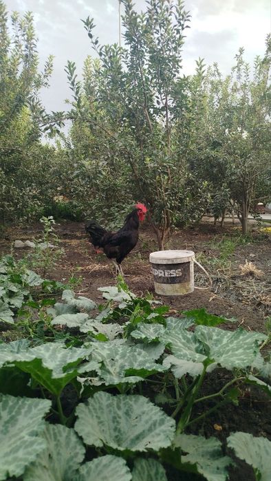 Хурозлар кора шахзода