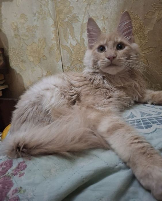 Мейн Кун, красавец мальчик