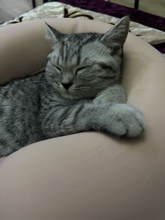 отдам котенка в добрые руки