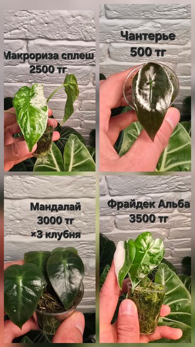 Алоказии разных сортов