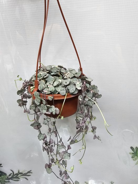Портулакария,Церопегия, Суккуленты и кактусы