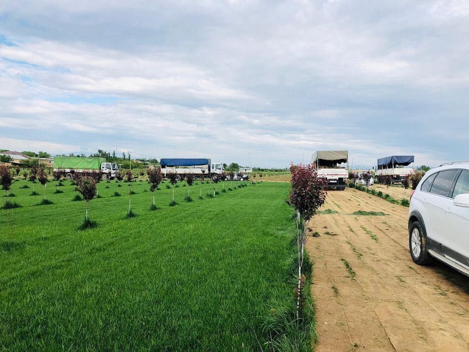 Газоны европейского качества готовый рулоновый + ланшафт