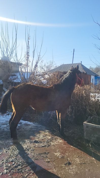 Продам лошадь полукровка