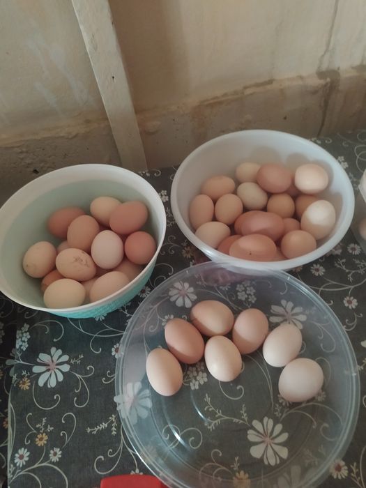 Продаются яица домашние