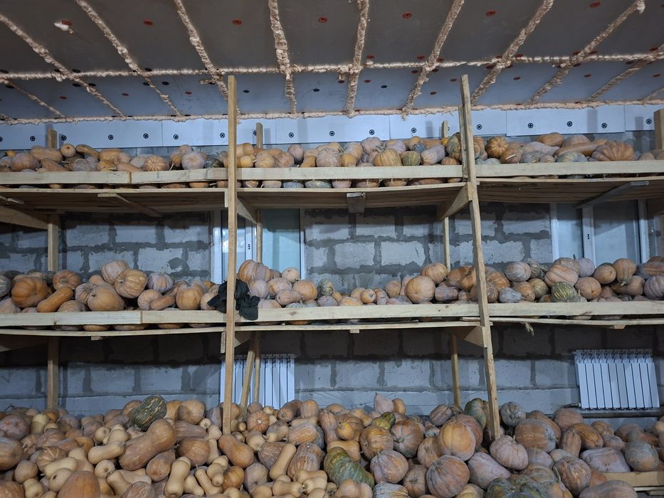 Тыква мантная, вкусная