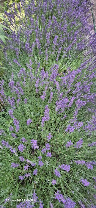 Vand saculeti cu lavanda uscata