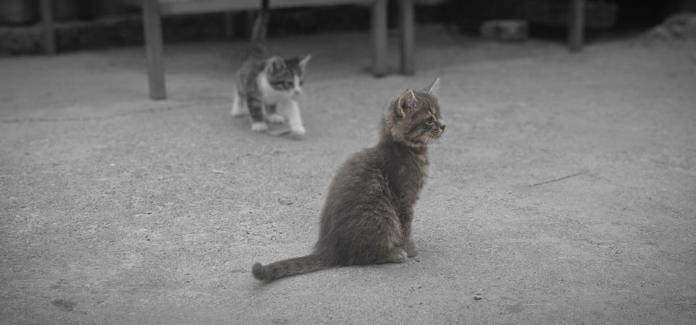 Котята в хорошие, добрые руки