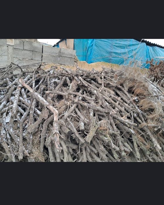 Oʻrik oʻtin oʻrtacha qalinlikda