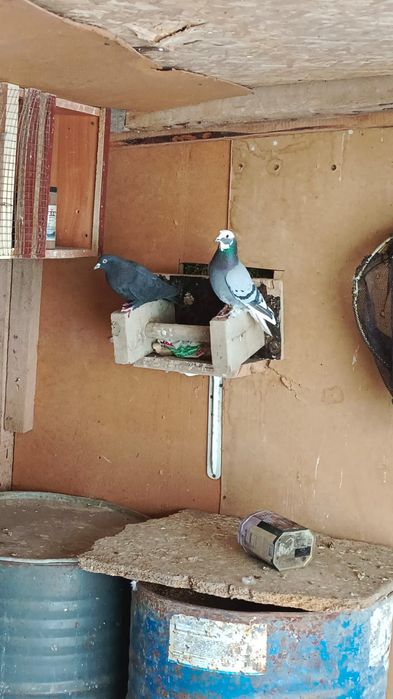 Китайски көгершіндер сатылады пара