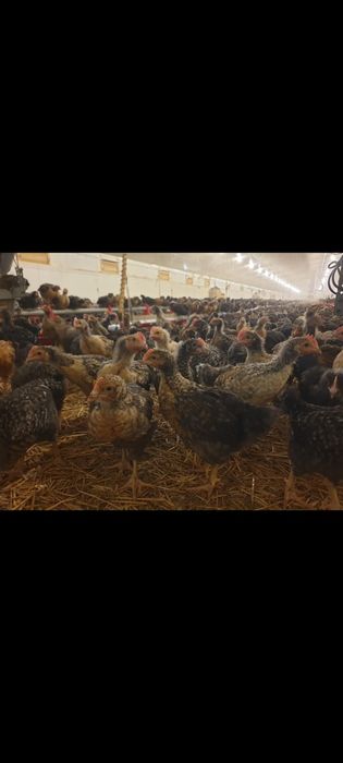 Pui alb de carne/rasa mixta