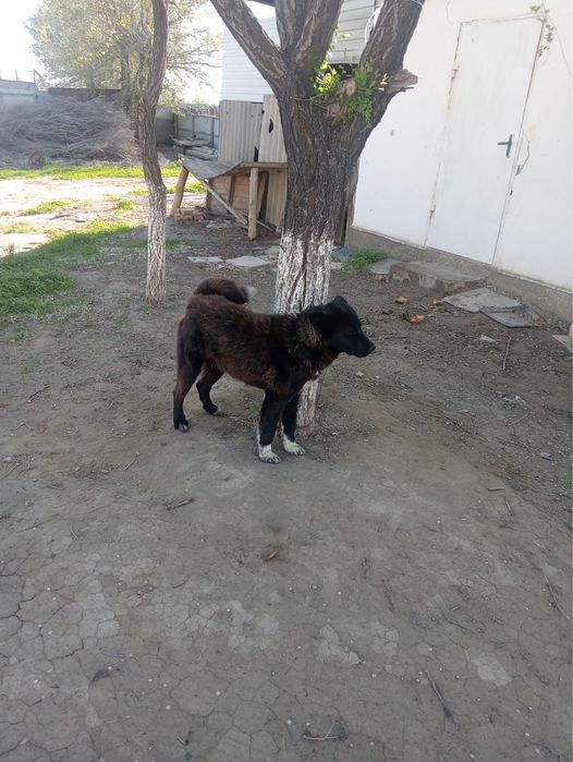 Сатылады/ 1 Май ауылында