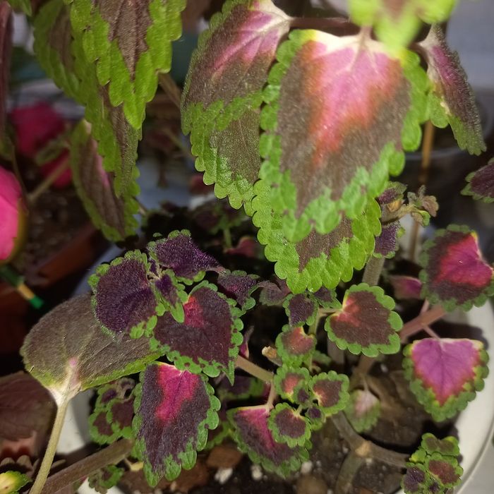 Комнатный цветок ленгер