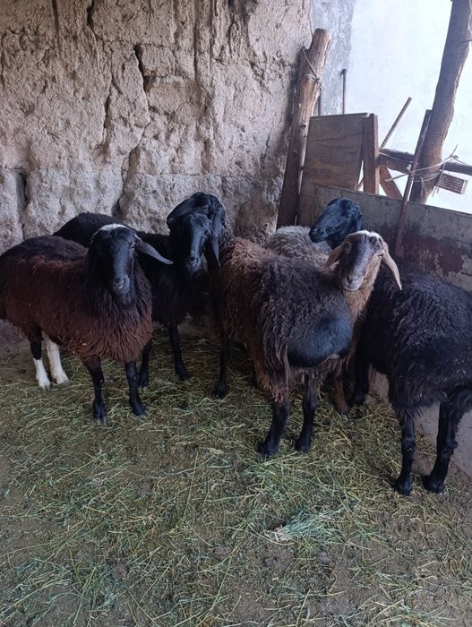 Бугоз Куйлар сотилади тухлилар