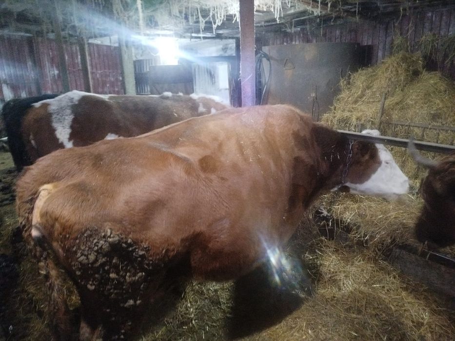 Продам 4 коровы и 1 тёлочка