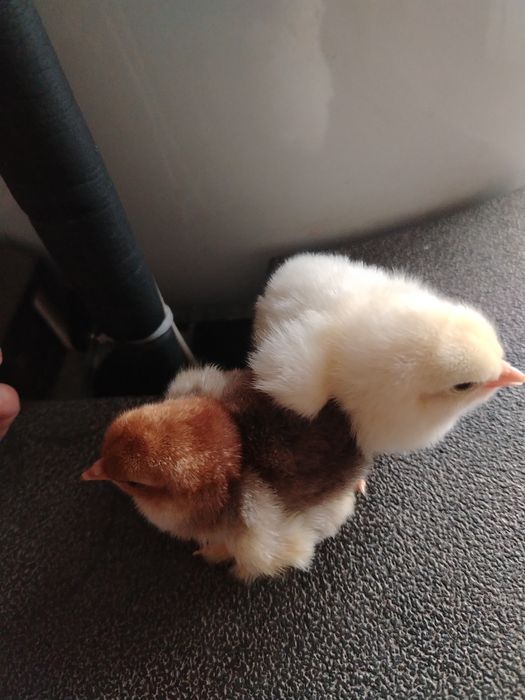 Pui brahma pe diferite culori!