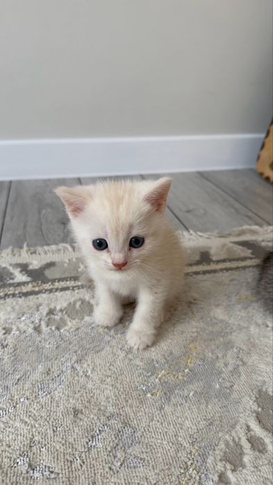 Британские котята