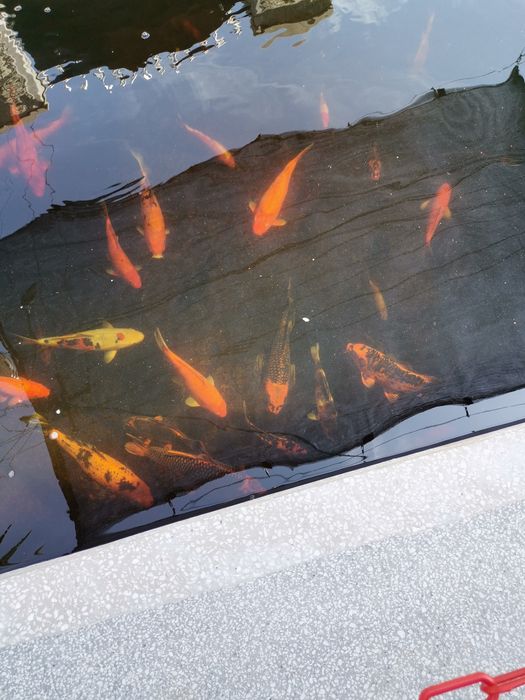 Crapi koi  si carasi puiet  și. maturi.. de la 4...40 cm