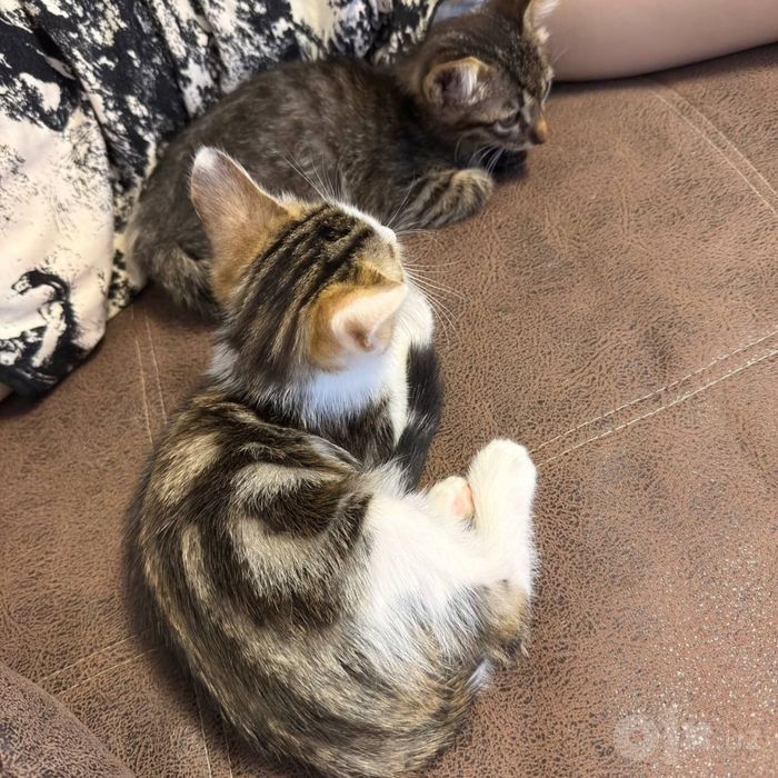 Котятам нужен дом!
