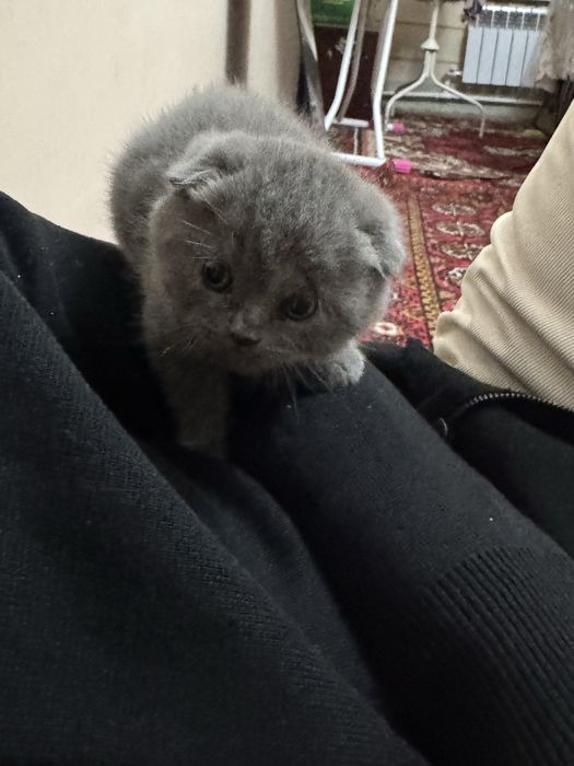 Кошка Пишак Mushuk