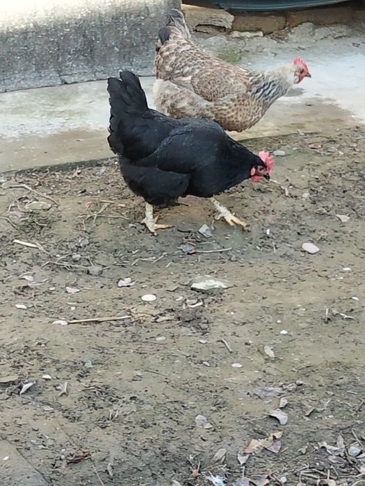 Tovuq Xo'roz sotiladi