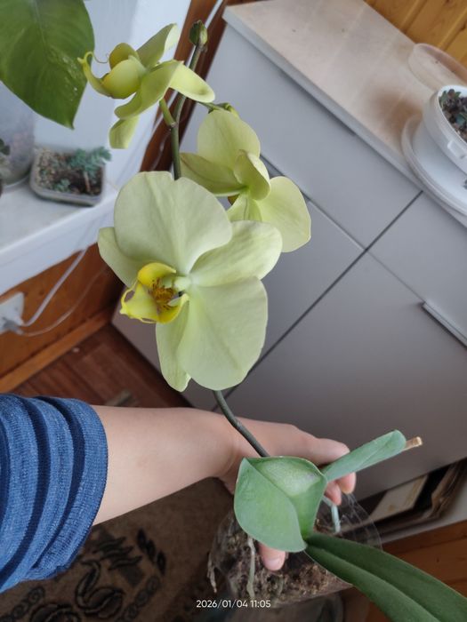 Орхидея желтая крупные цветы