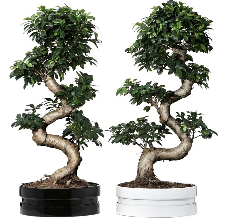 Бонсай дерево миллионера высота 120 см