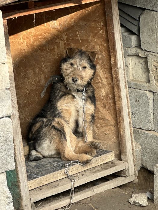 6-месячный фокстерьера