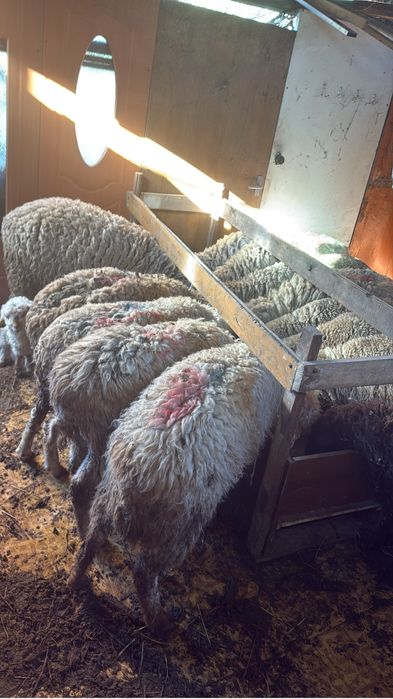 Қой баран тоқты еркек ұрғашы