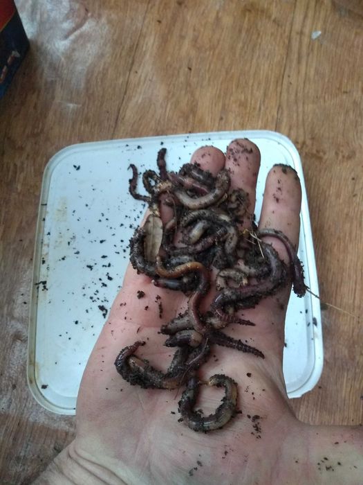 Земен червей за риболов