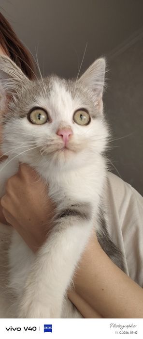 Мальчики котята возраст 2мес