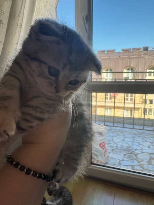 Mushuk котята shinshila