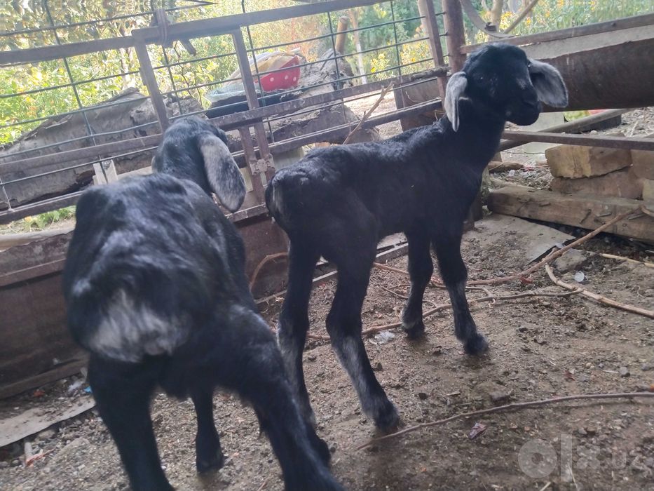 Urg‘ochi qo‘y 2 bolasi bilan 2 bolasi erkak