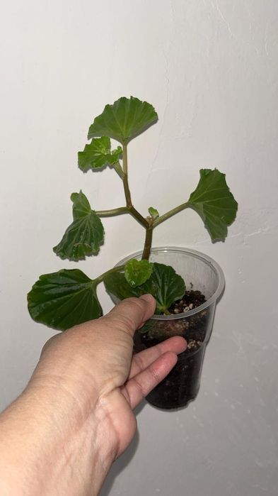 Цветочки разные по доступной цене