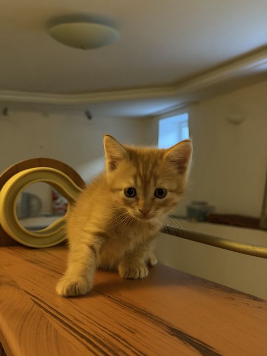 Котят в добрые руки