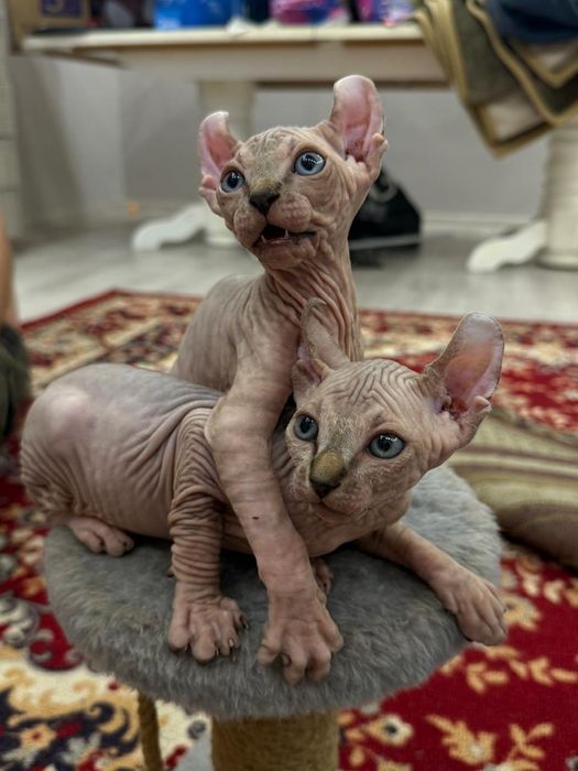 Продажа котят Сфинкс Эльф