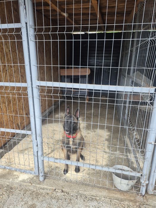 Ciobanesc Malinois