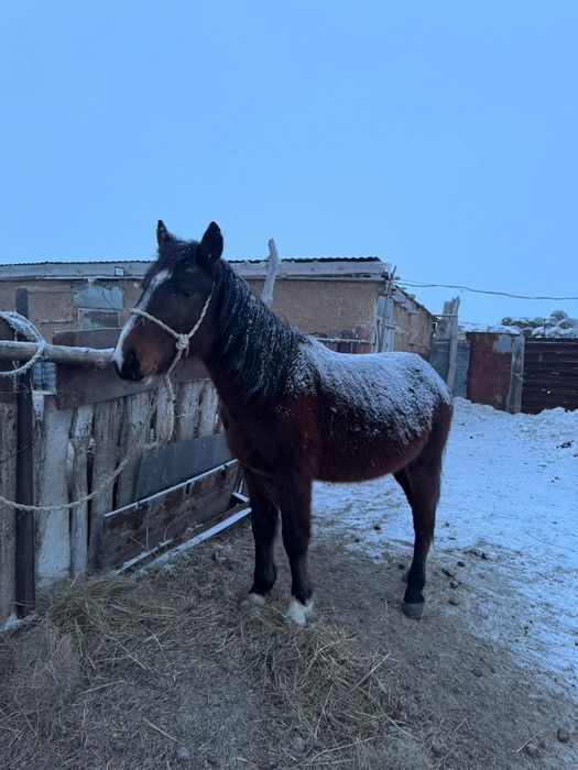 Продаётся жеребчик