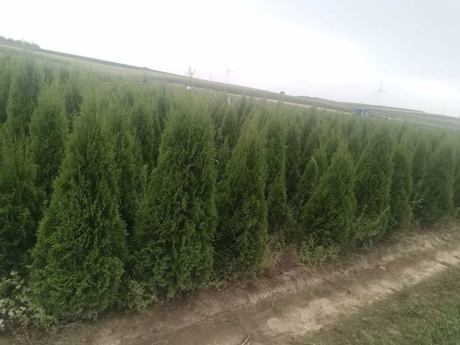 Tuia Smaragd de diferite dimensiuni 80-230cm