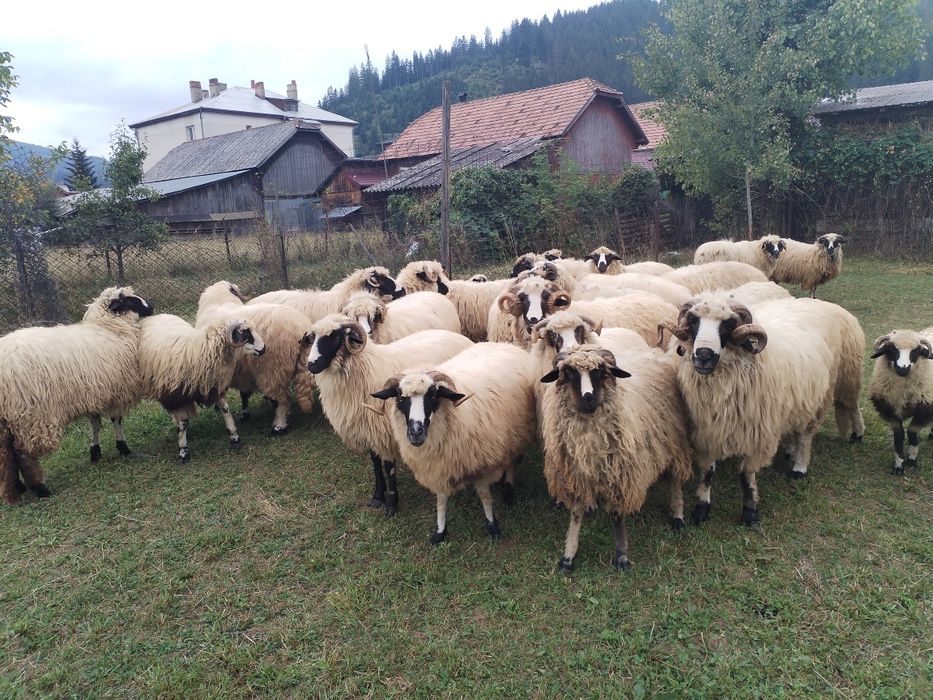 Vând oi și berbeci