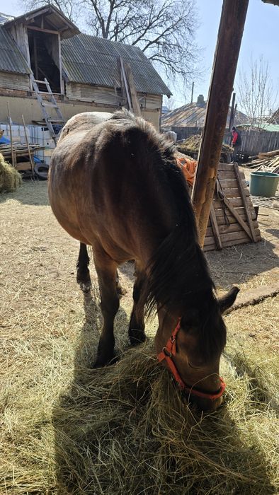 Iapă gestantă in 10 luni